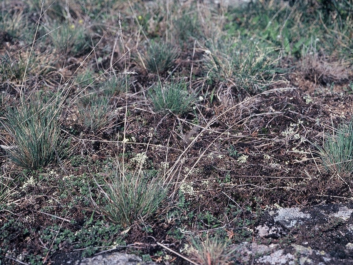 Corynephorus canescens (Poaceae)